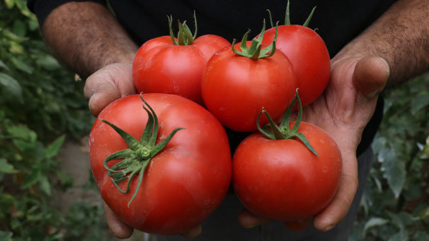 Isparta'nın köyünden Avrupa ve Ortadoğu'ya domates ihracatı